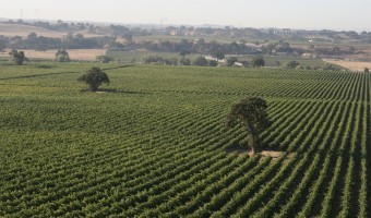 Paso Creek Wines – In the Vineyard