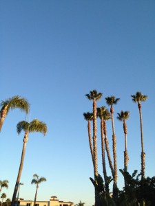 Shell Beach