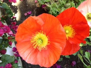 DesertFlower