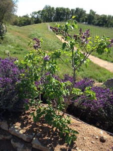 Lavender, Lilacs, and Vines