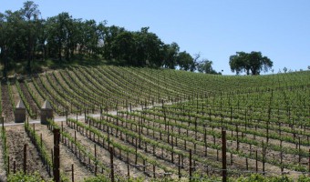 Justin Vineyards and Winery – The Scene…and More!