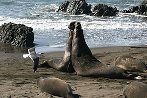 Adventure 22: Elephant Seals, Wine, Beer, and Food!