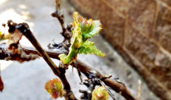 Spring Is In the Paso Robles Air