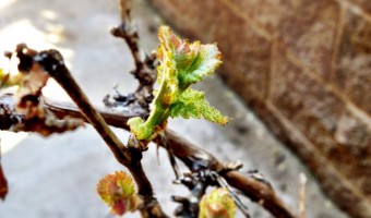 Bud Break