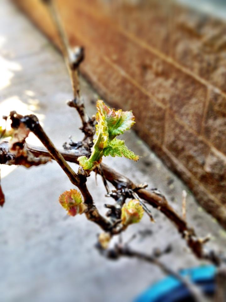 Bud Break