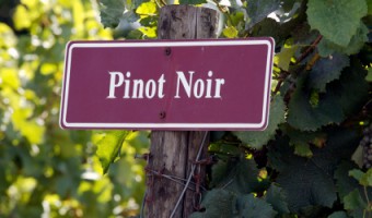 pinot noir