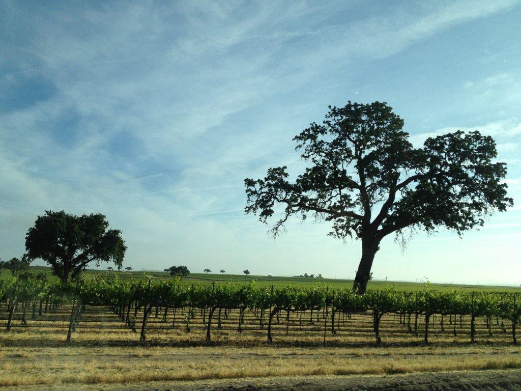 paso robles