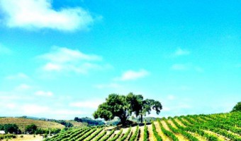 Paso Robles Wine Country: What’s Your Favorite?