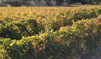 Paso Robles: Wine Trail of the Day