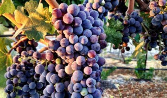 Paso Robles: 2013 Wine Region of the Year