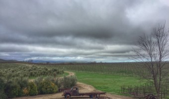 Templeton Wine: Pomar Junction Vineyard & Winery