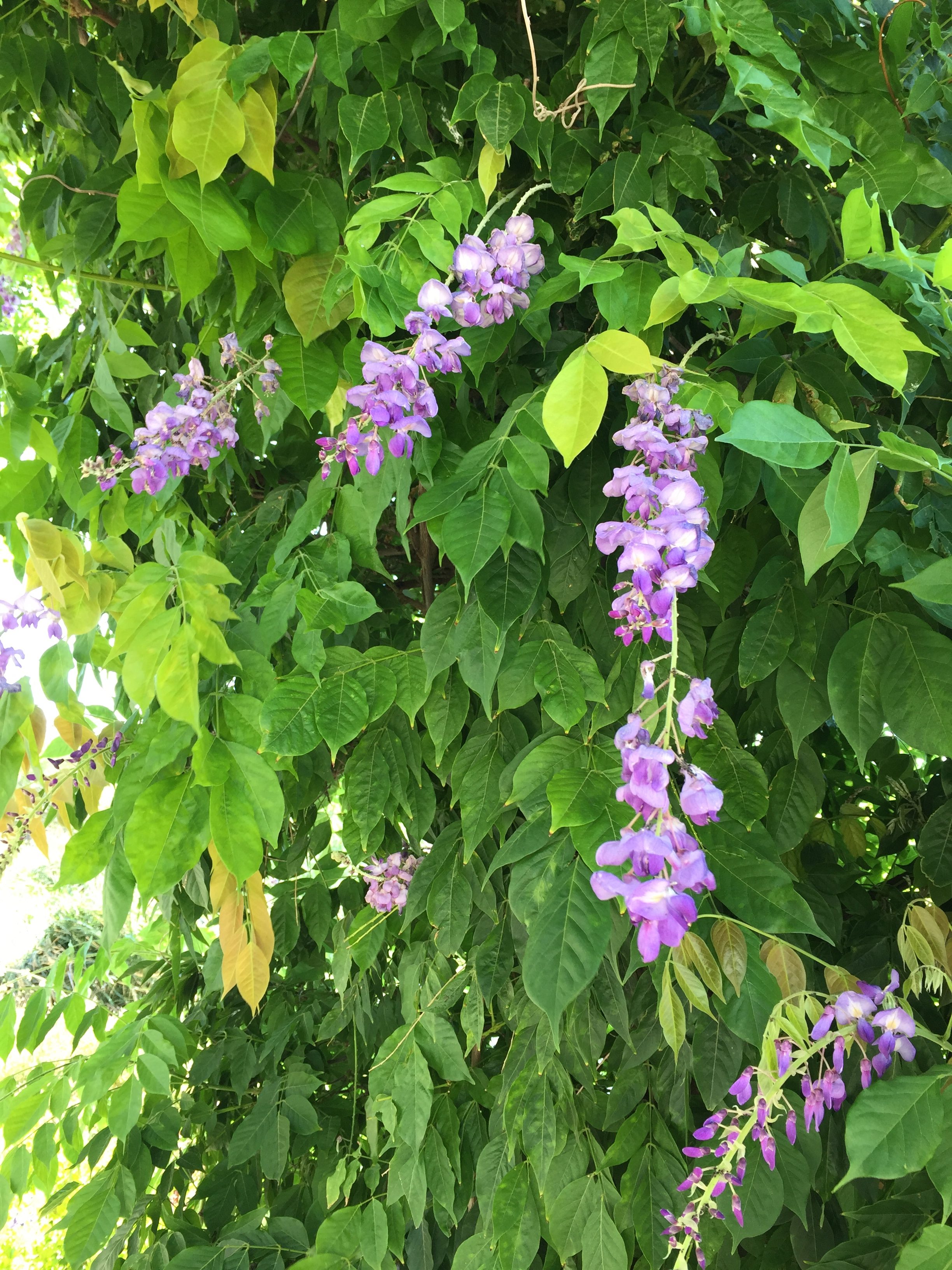 Wisteria