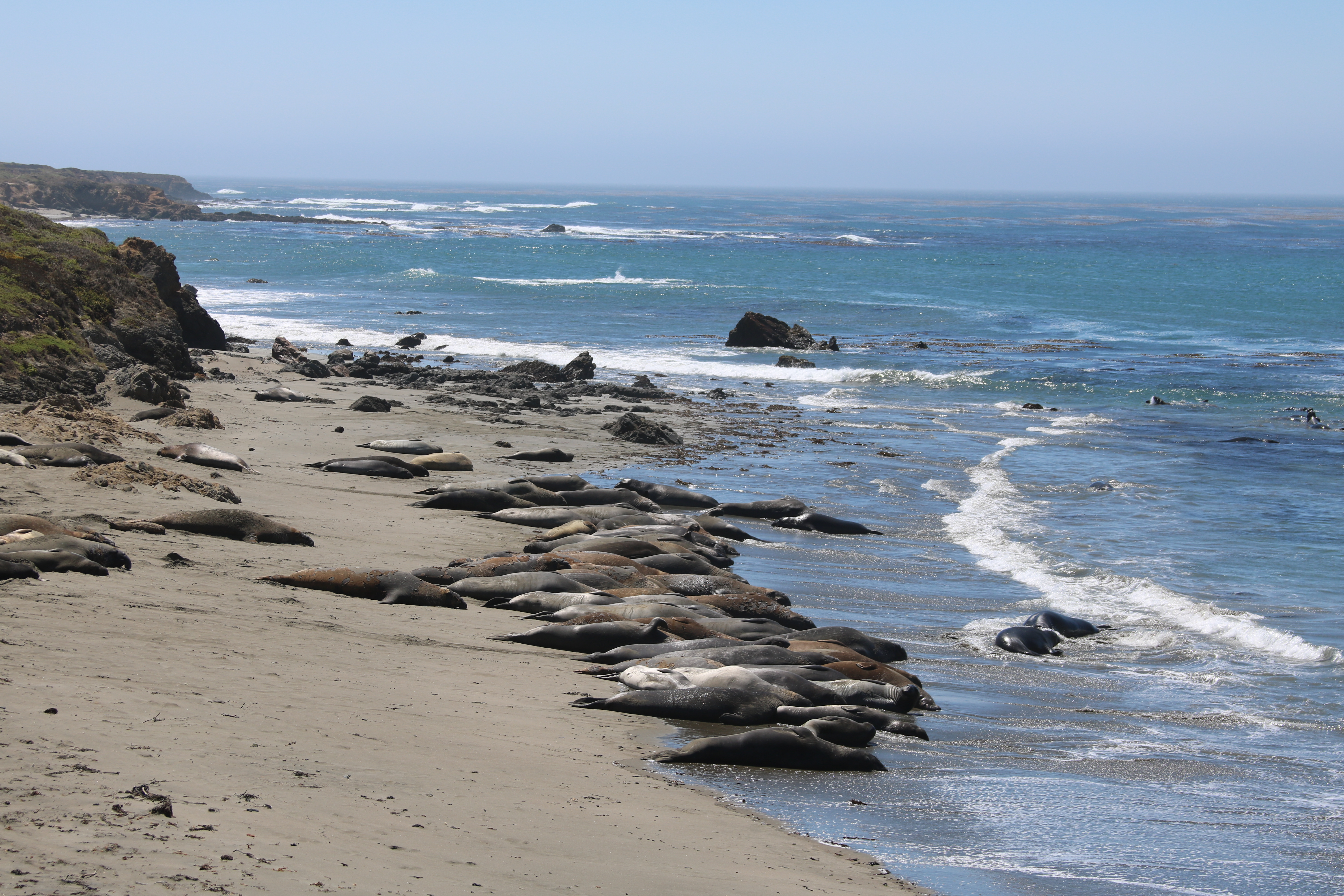 Elephant Seals