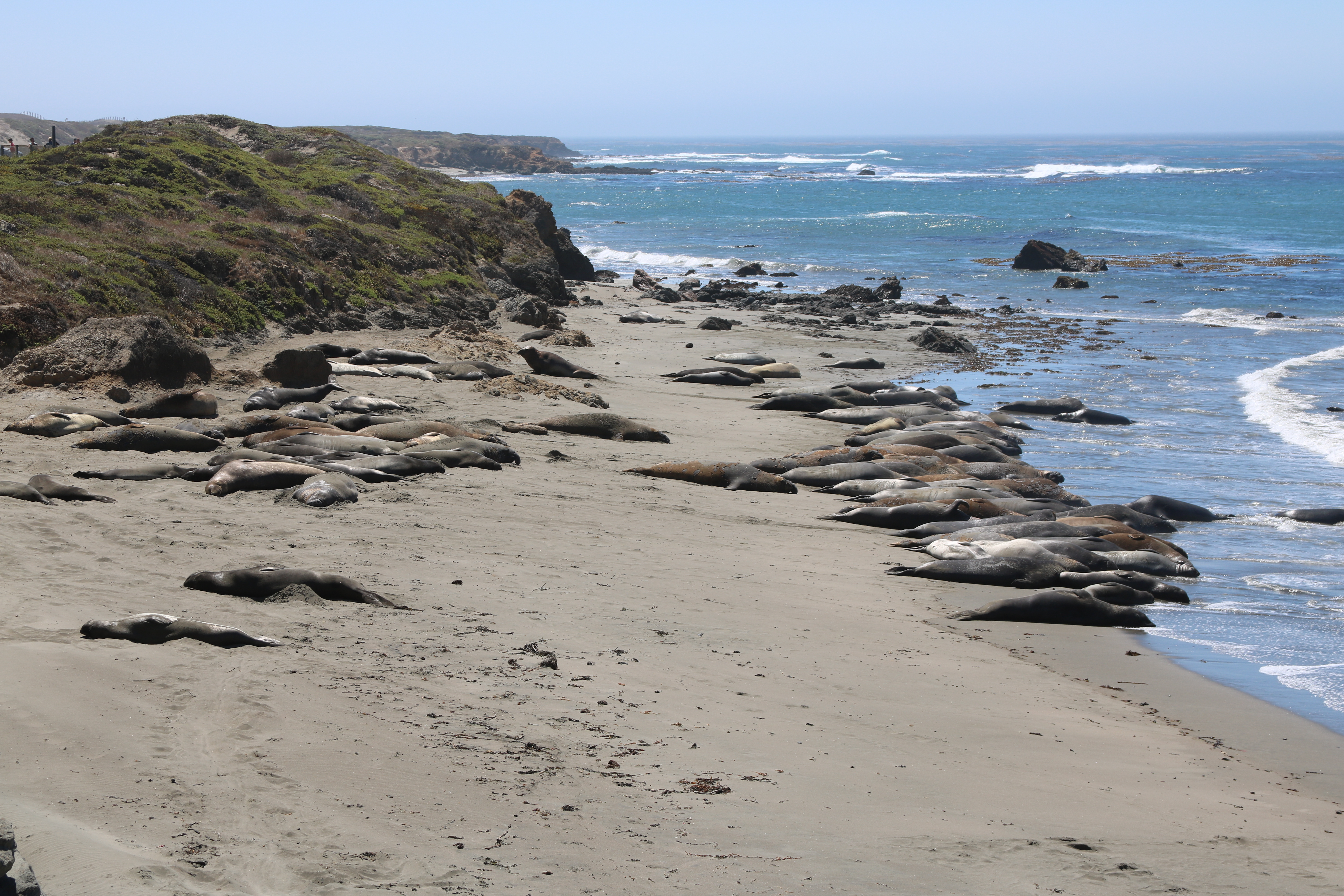 Elephant Seals