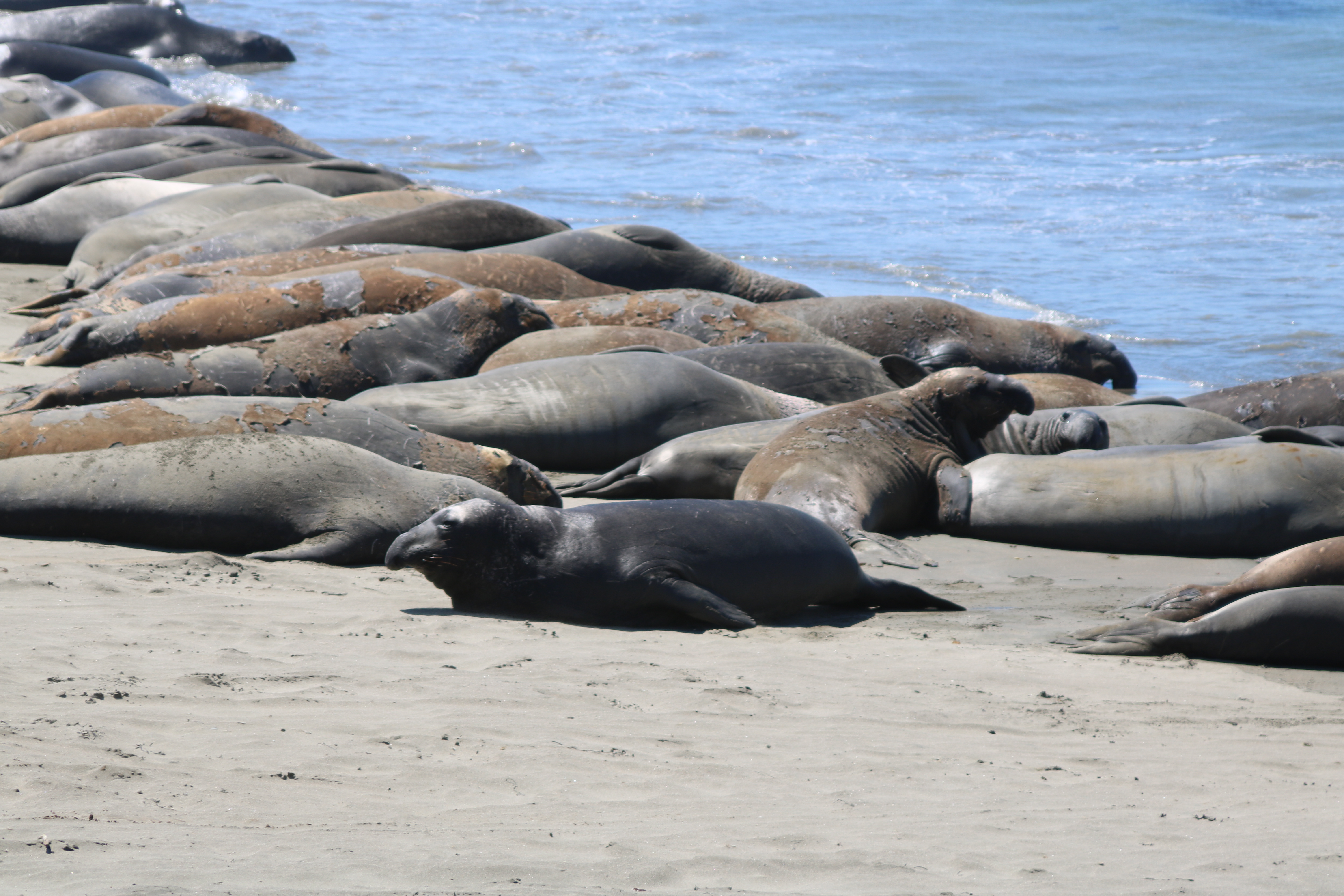 Elephant Seals