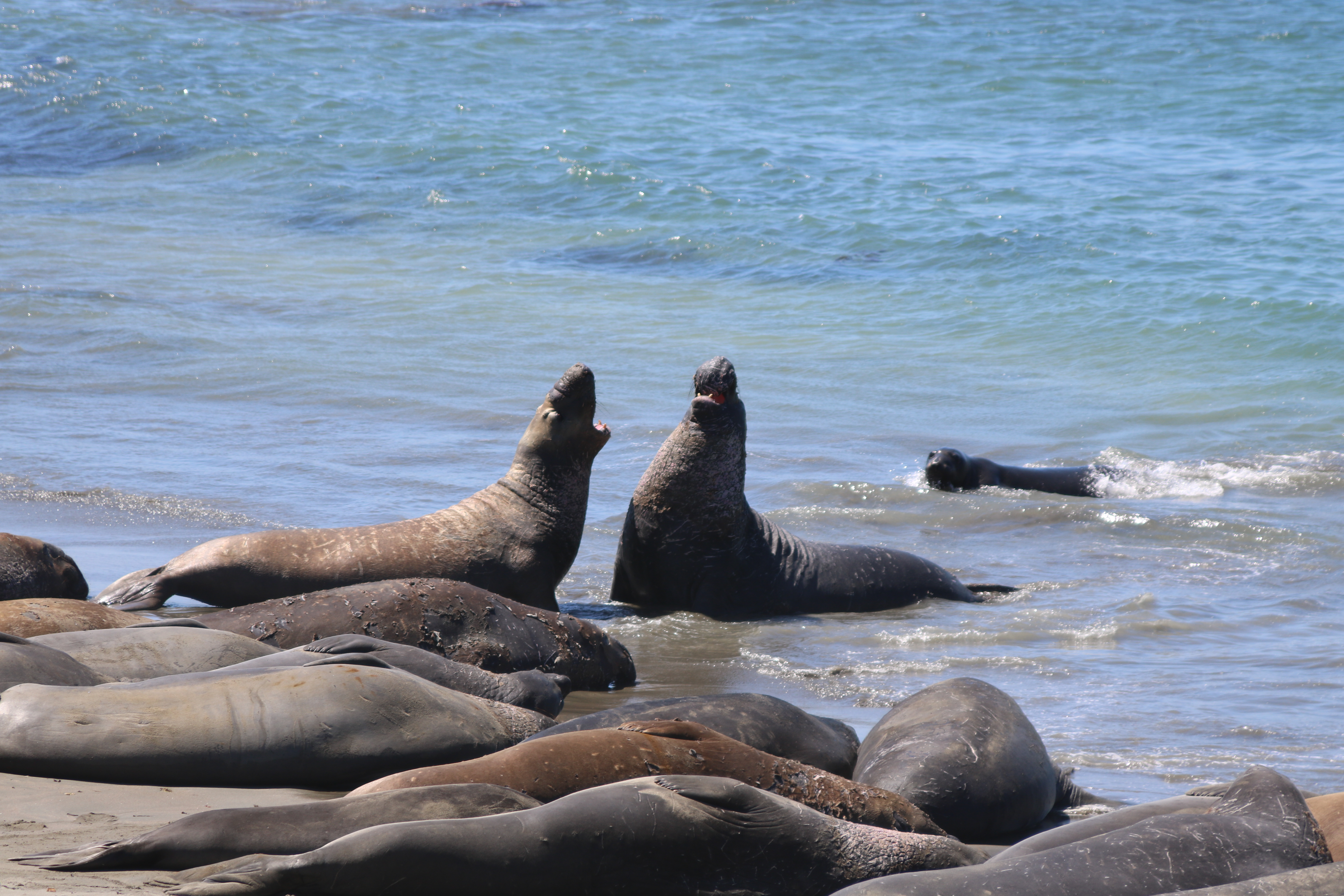 Elephant Seals
