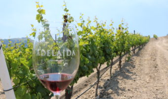 A Vineyard Tour at Adelaida Vineyards & Winery