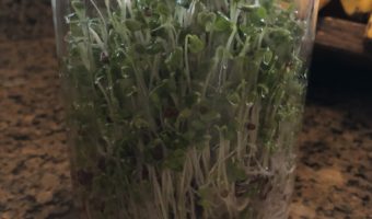 What are Broccoli Sprouts and Why Are We Talking About Them?