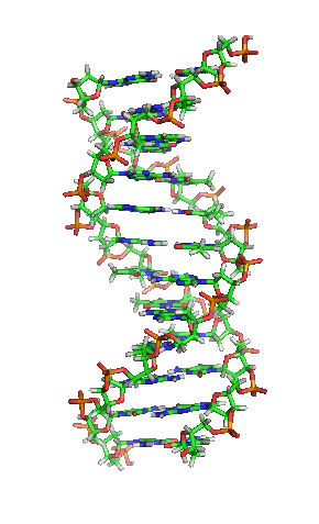Structure of a section of DNA...