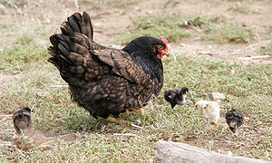 The Mother Hen….Negotiating the Ups and Downs