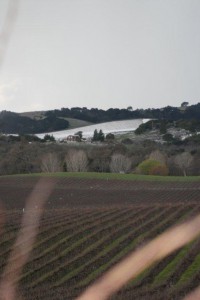 Paso Robles Vineyards